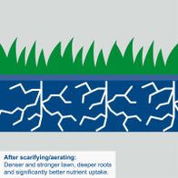 Diagram showing effects of scarifying/aerating: denser grass, deeper roots and improved nutrient uptake