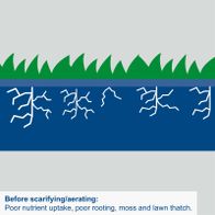 Depiction of poor nutrient uptake, weak rooting, moss and thatch before scarifying/aerating