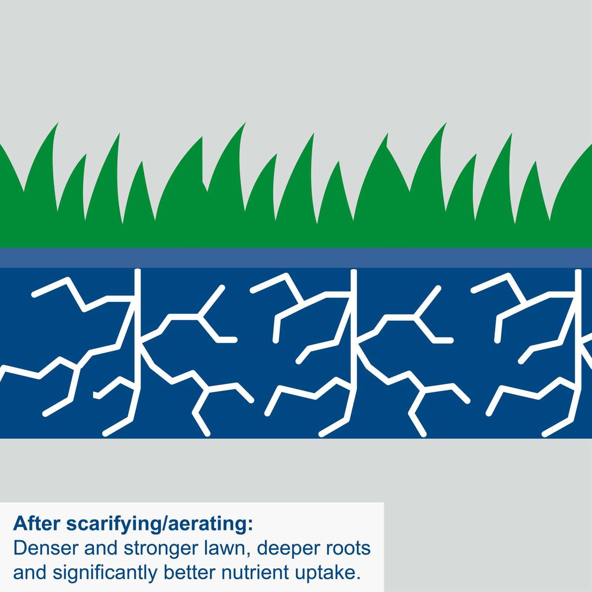 Diagram showing effects of scarifying/aerating: denser grass, deeper roots and improved nutrient uptake