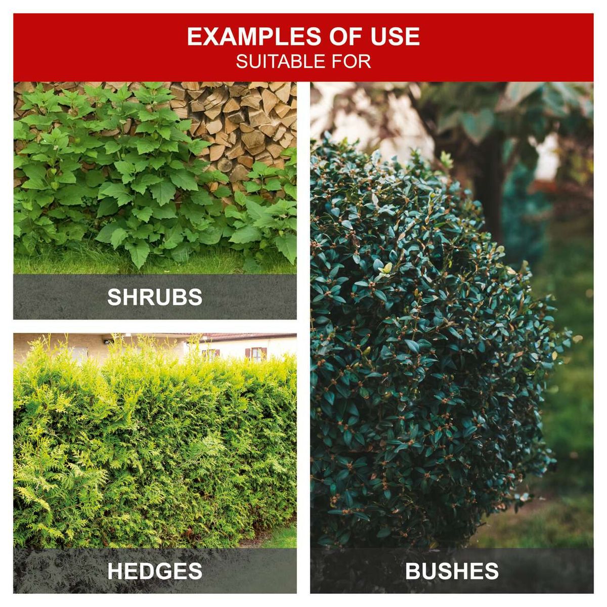 Examples of hedges, shrubs, and bushes for landscaping use
