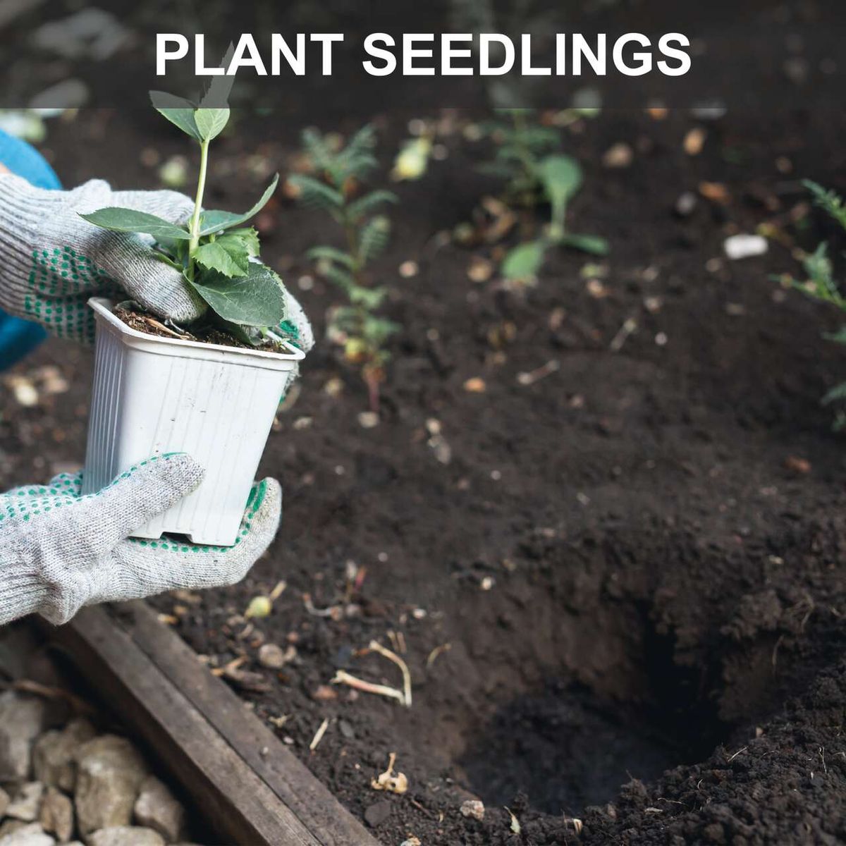 Handheld auger tool with gloves planting seedlings in soil