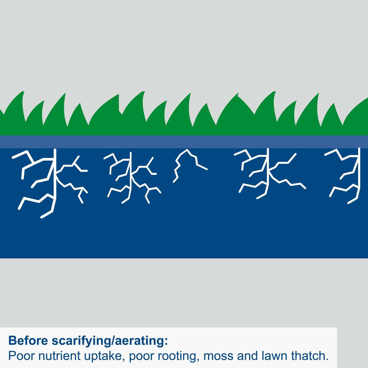 Depiction of poor nutrient uptake, weak rooting, moss and thatch before scarifying/aerating
